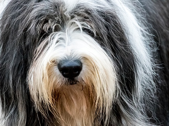 Dulux dog_crop